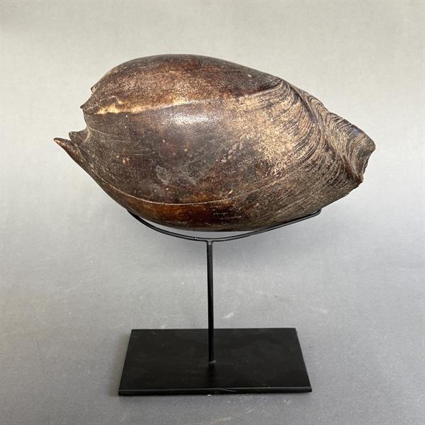 24. Shell