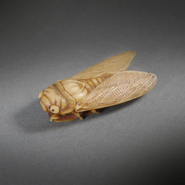 24. Cicada